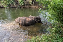 Taking a Bath, Elephant Sanctuary